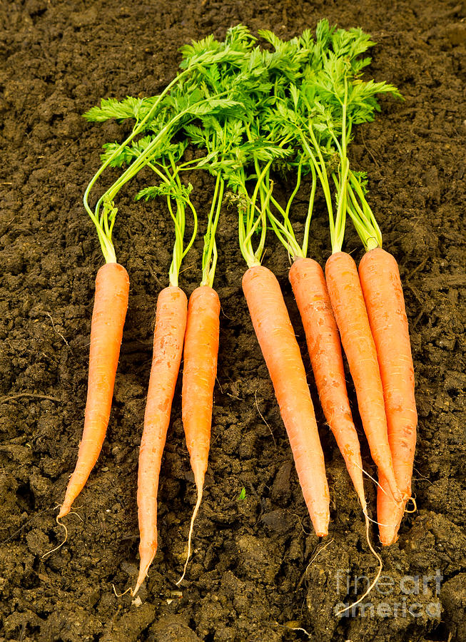 Fresh Carrots Photograph by Edward Fielding