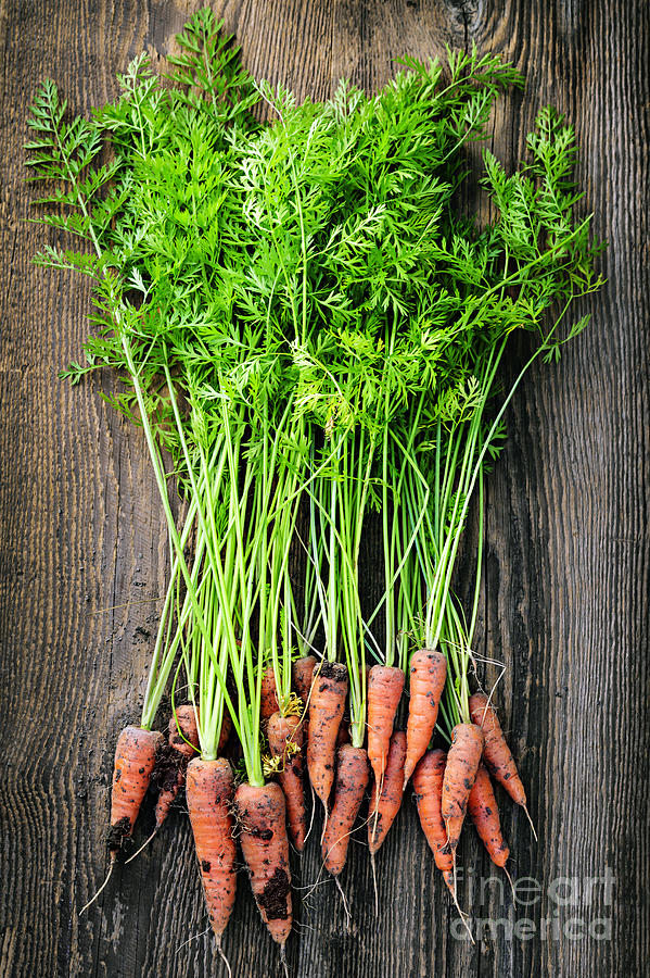 Vegetable Photograph - Fresh carrots  by Elena Elisseeva