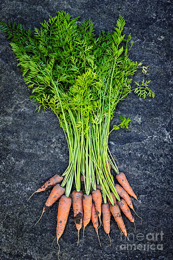 Vegetable Photograph - Fresh carrots from garden 4 by Elena Elisseeva