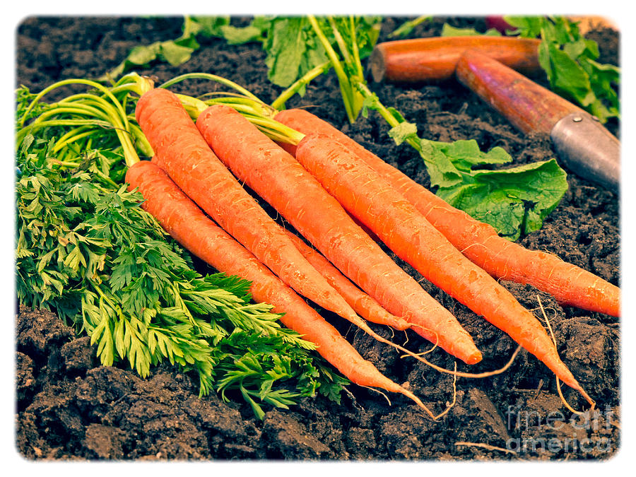 Fresh Carrots from the Garden Photograph by Edward Fielding
