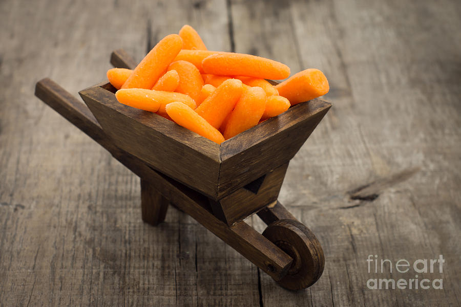 Vegetable Photograph - Fresh Carrots in a miniature wheelbarrow  by Aged Pixel