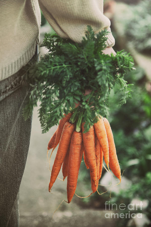 Tomato Photograph - Fresh carrots by Mythja Photography