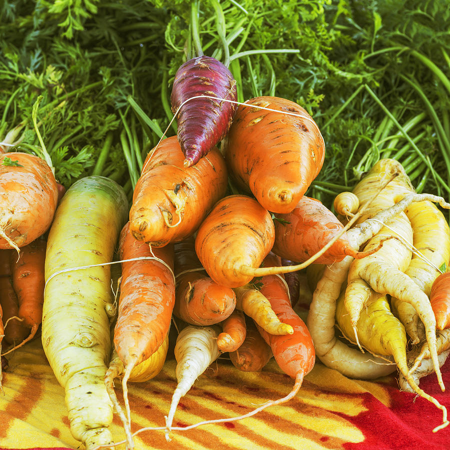 Vegetable Photograph - Fresh Carrots by Vishwanath Bhat