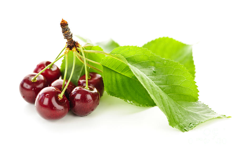 Fruit Photograph - Fresh cherries with leaves by Elena Elisseeva
