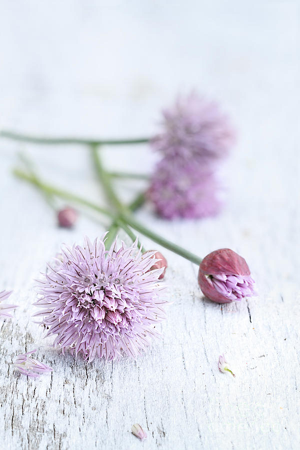 Spring Photograph - Fresh Chives by Stephanie Frey
