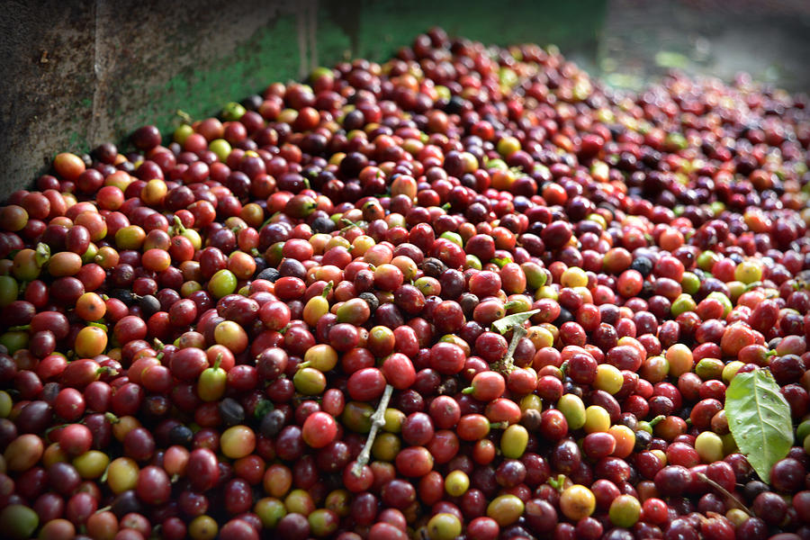 Fresh Coffee Cherries Photograph by Craig Incardone