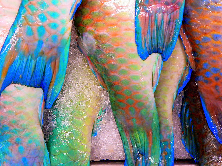 Fresh Colorful Fish Photograph by Jeff Lowe