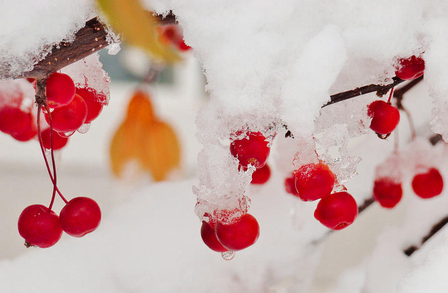 Fresh Colors In The Snow Photograph