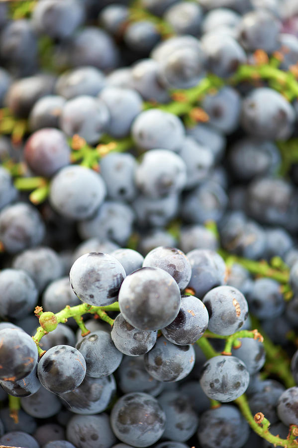 concord grape