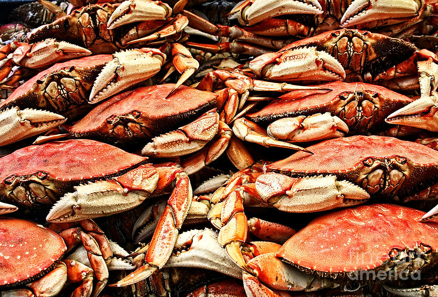 Fresh Crab at the wharf market Photograph by Bob Hislop