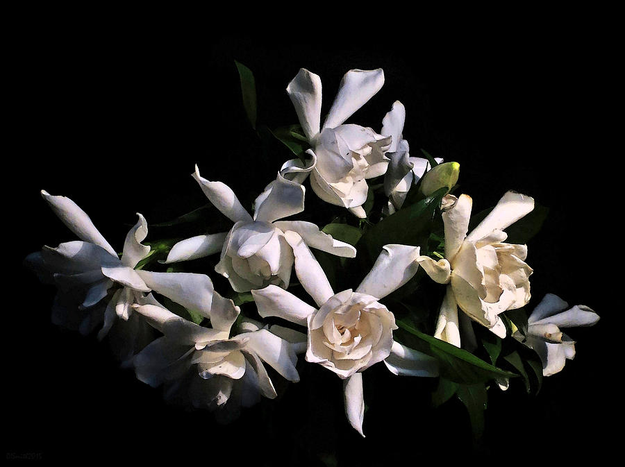Fresh Cut Gardenia Bouquet Photograph by Deborah Smith
