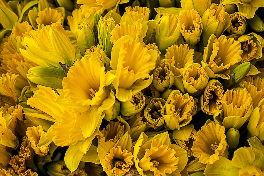 Flower Photograph - Fresh daffodils  by Garry Gay