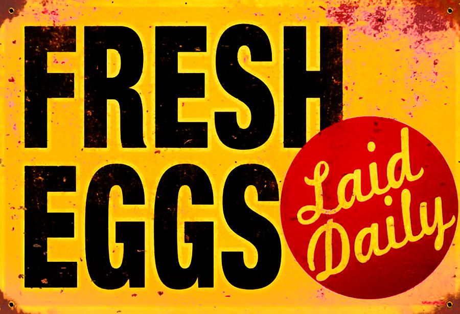 Egg Photograph - Fresh Eggs Laid Daily by Bill Cannon