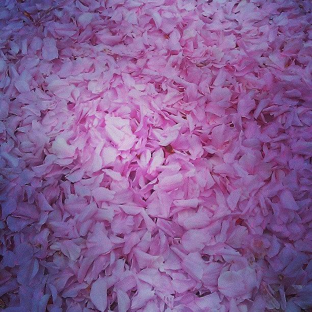 Fresh Fallen Petals In Lovely Pink Photograph by X Thompson