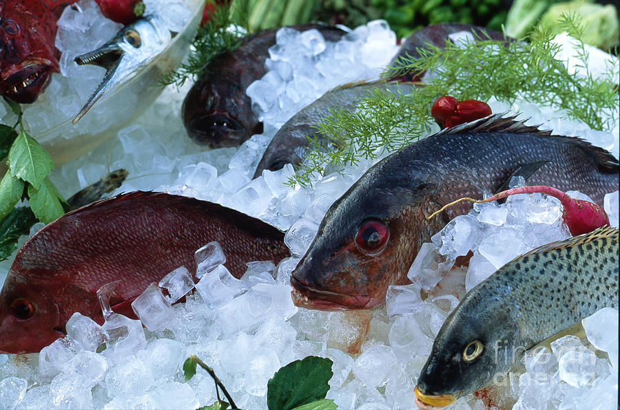 Fresh Fish Photograph by Heiko Koehrer-Wagner