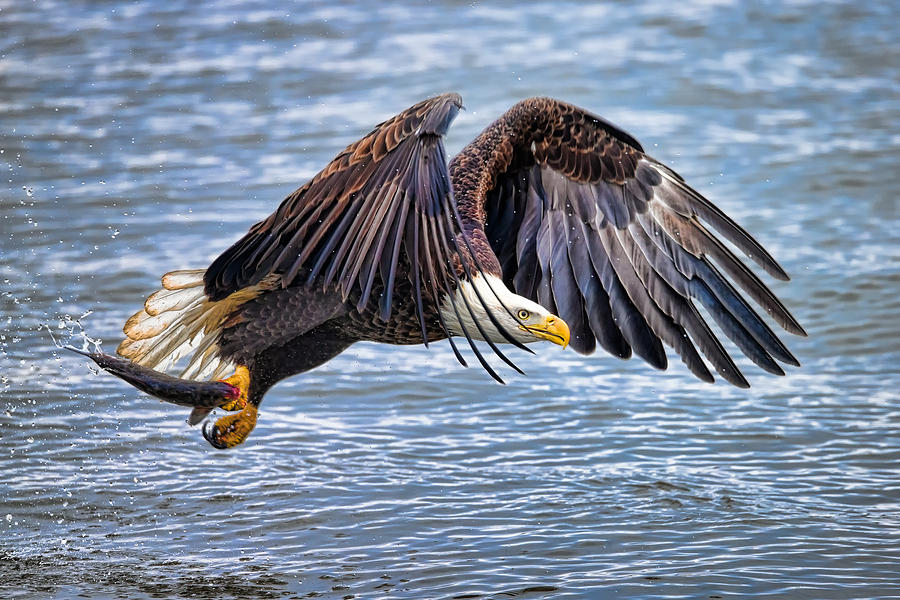 Fresh Fish Photograph by Todd Ryburn - Fine Art America