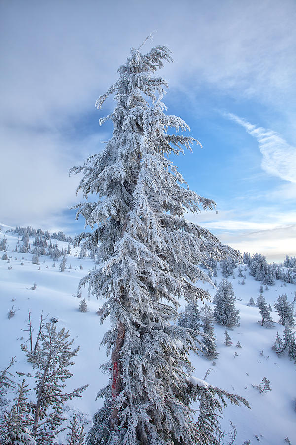 Fresh Frost Photograph by Darren White