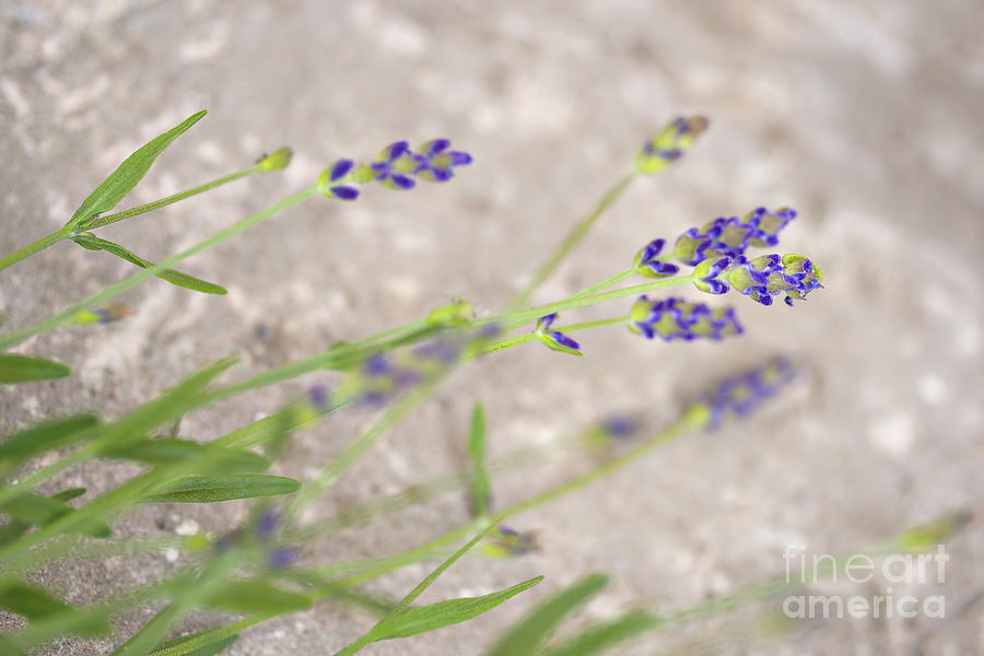 Fresh garden lavender Photograph by Sophie McAulay
