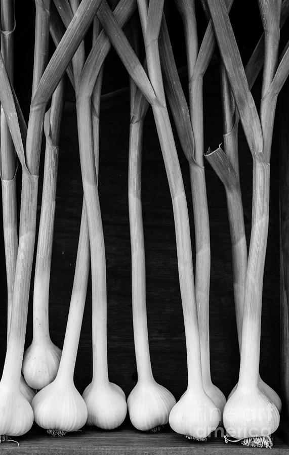 Fresh Garlic Bulbs Black and White Photograph by Edward Fielding