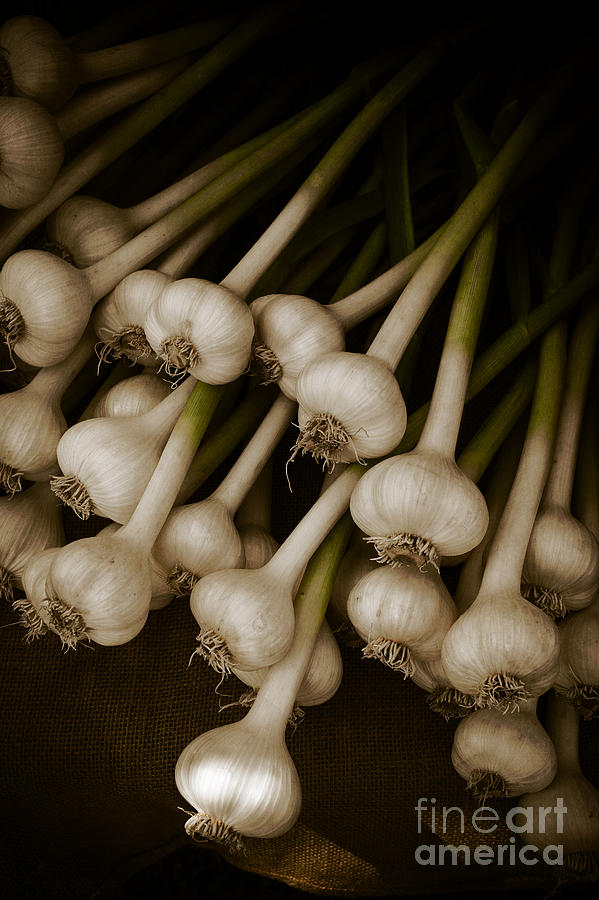 Vegetable Photograph - Fresh Garlic by Edward Fielding
