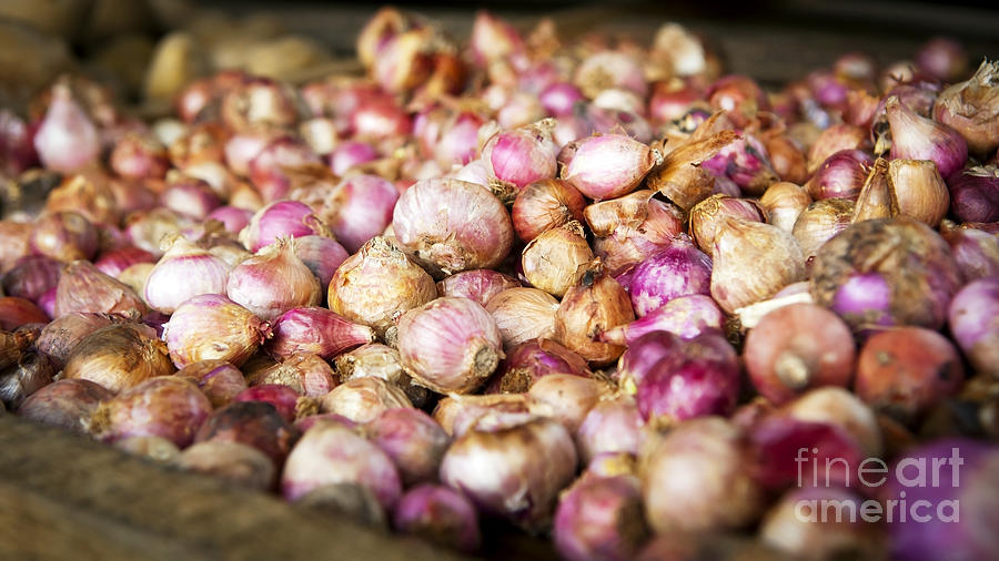 Nature Photograph - Fresh Garlic by THP Creative