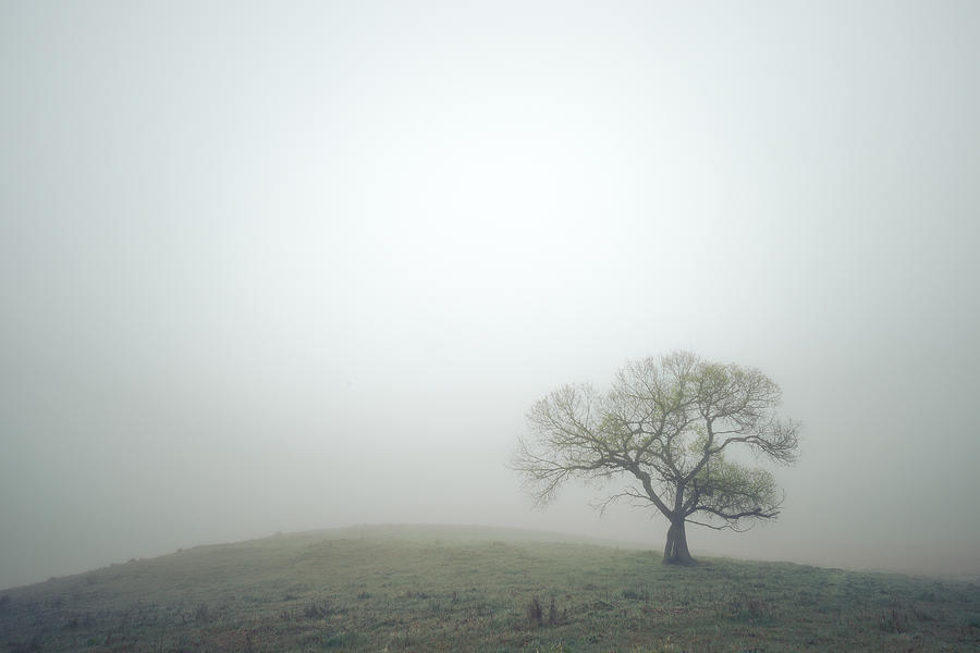 Fresh Green and Morning Fog Photograph by Alexander Kunz