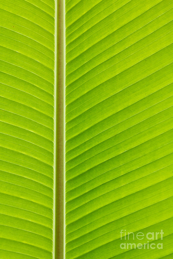 Fresh green banana leaf Photograph by Tosporn Preede