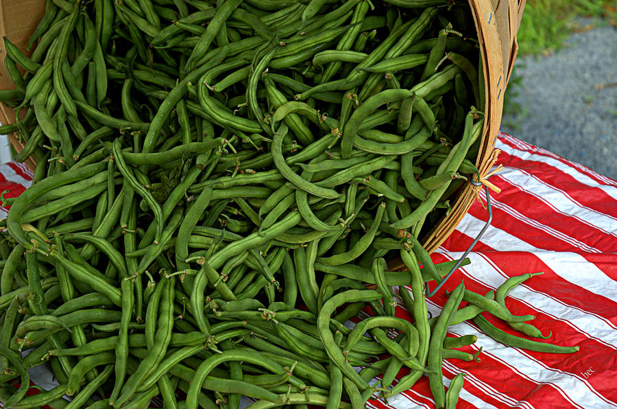 Fresh Green Beans Photograph by Bruce Carpenter