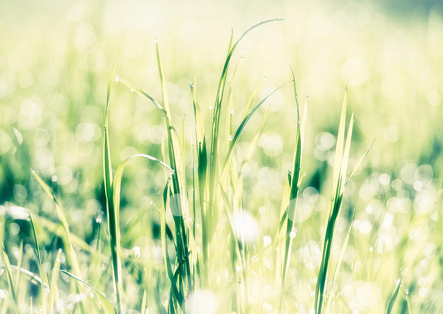 Fresh Green Grass In Bright Light Photograph
