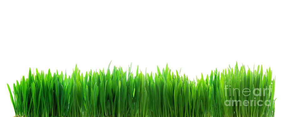 Summer Photograph - Fresh green grass isolated on white by Michal Bednarek