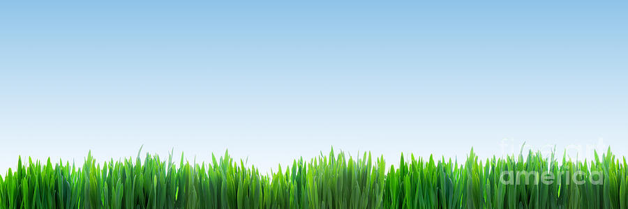Fresh green grass panorama on clear blue sky background Photograph by Michal Bednarek