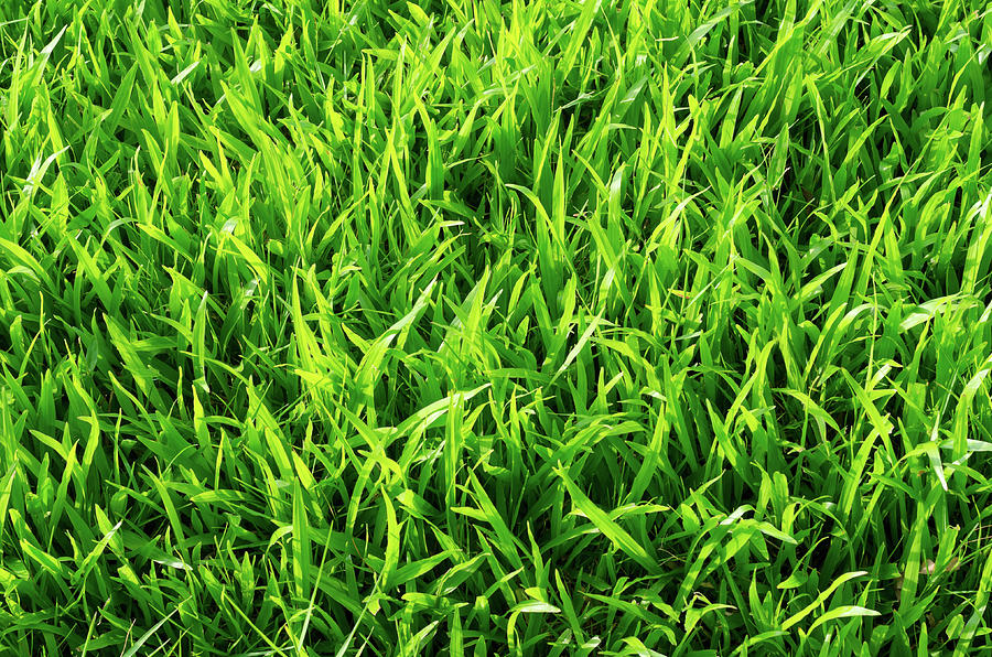 Fresh Green Grass Photograph by Primeimages
