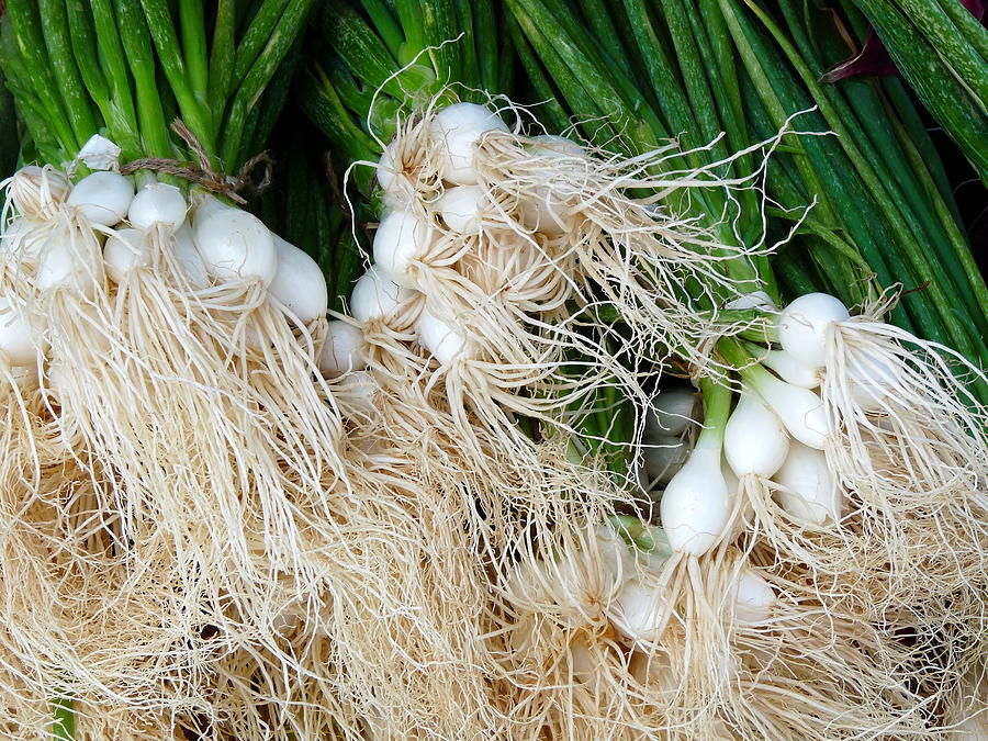 Fresh Green Onions With Roots Photograph by Jeff Lowe