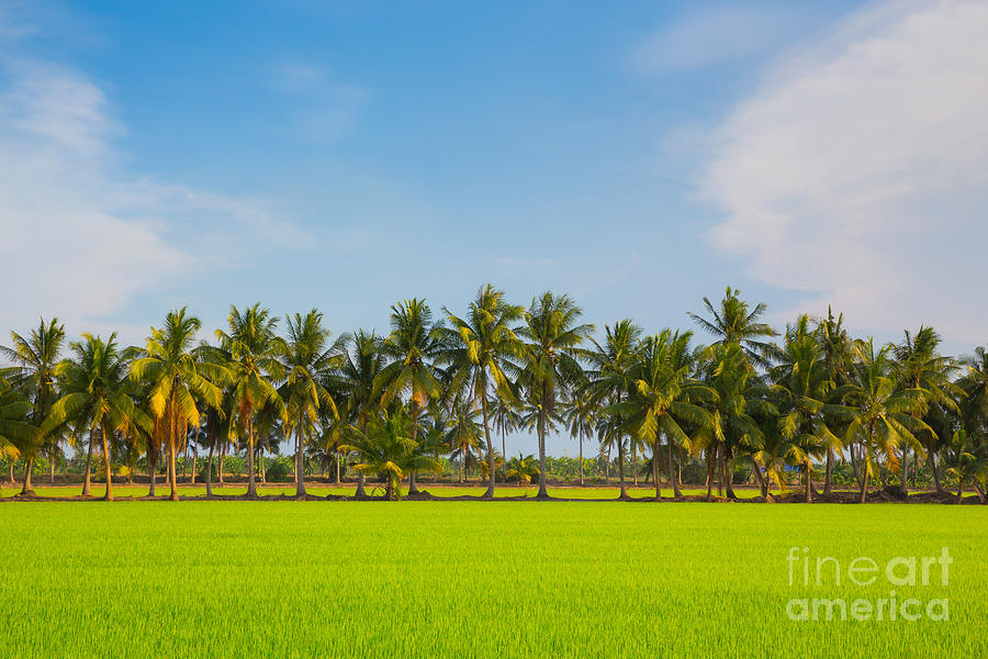 Nature Photograph - Fresh Green Rice field by Pushish Donhongsa
