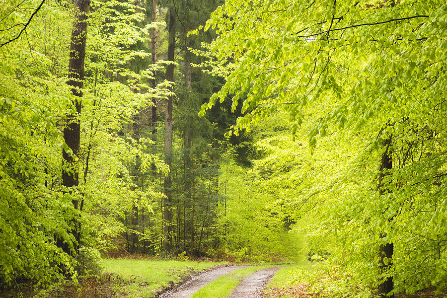 Fresh green trees in the german forest in spring Photograph by Matthias Hauser