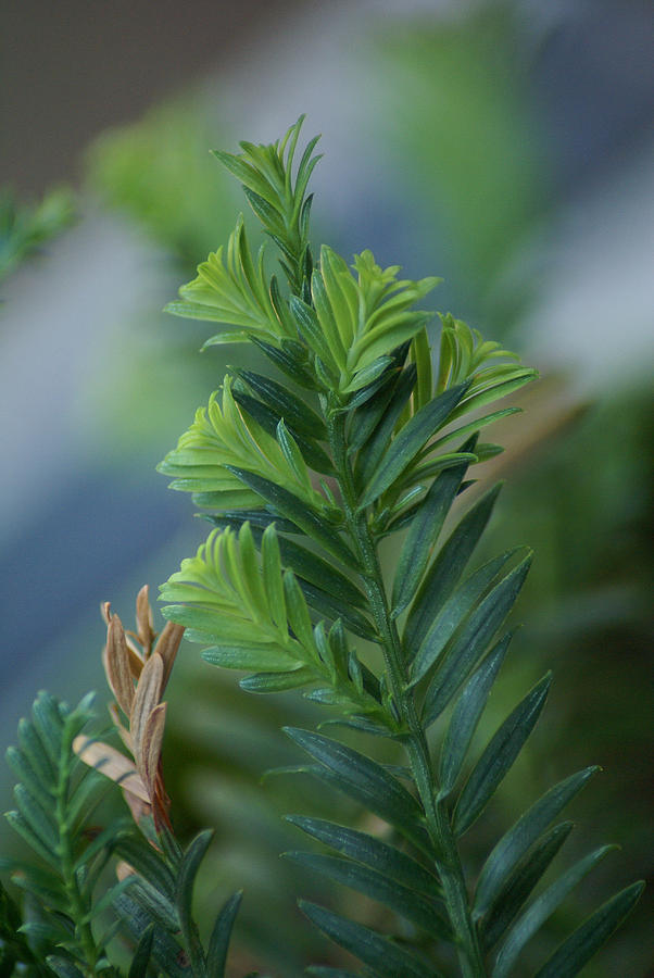Fresh Growth Redwood Photograph by Ben Upham III
