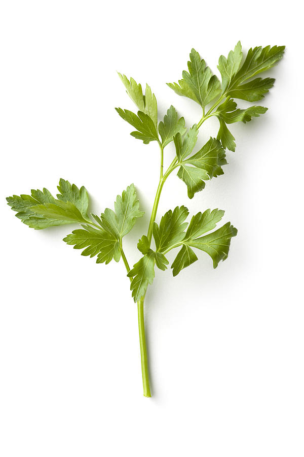 Fresh Herbs: Celery Photograph by Floortje