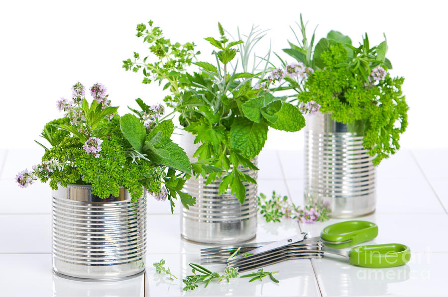 Flower Photograph - Fresh Herbs In Recycled Cans by Amanda Elwell