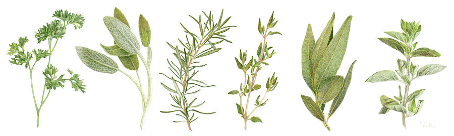 Fresh Herbs Drawing by Paula Pertile