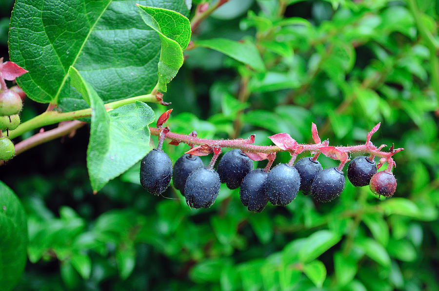 Fresh Huckleberries Photograph by Tikvahs Hope