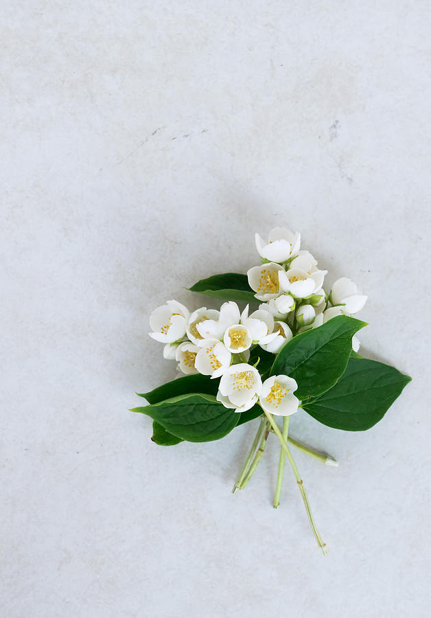 Fresh jasmine flowers (Leaves, white flowers and buds) Photograph by by Elena Botta