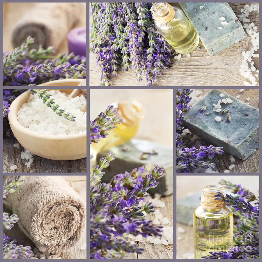 Nature Photograph - Fresh lavender collage by Mythja Photography