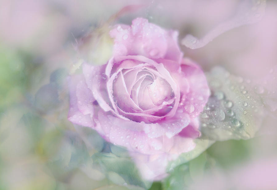 Abstract Photograph - Fresh Morning Rose. Floral Abstract by Jenny Rainbow