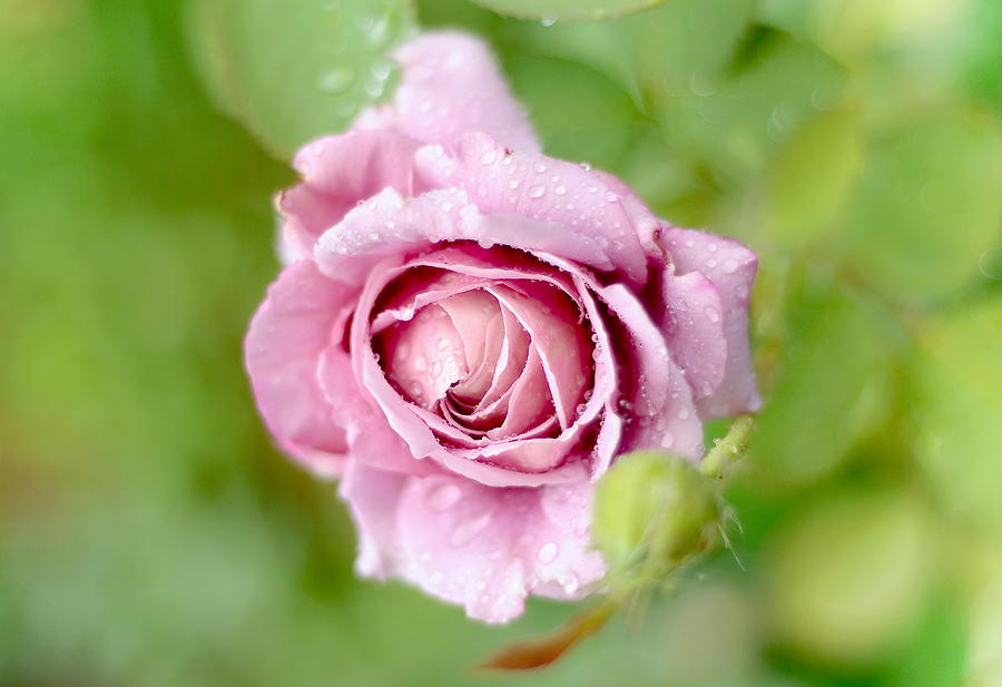 Fresh Morning Rose Photograph by Jenny Rainbow