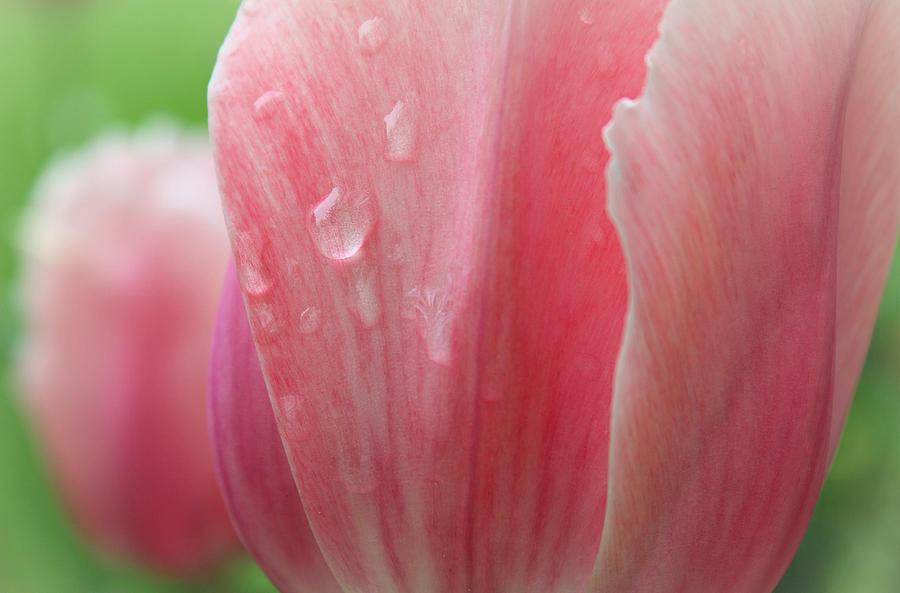 Tulip Photograph - Fresh Morning Tulips by The Art Of Marilyn Ridoutt-Greene