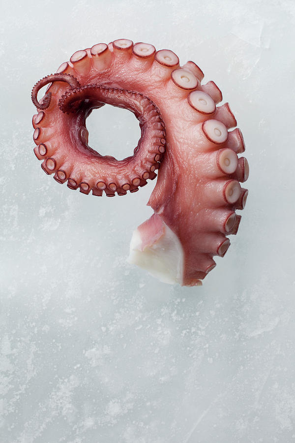 Fresh Octopus On Block Of Ice Photograph by Lisa Romerein