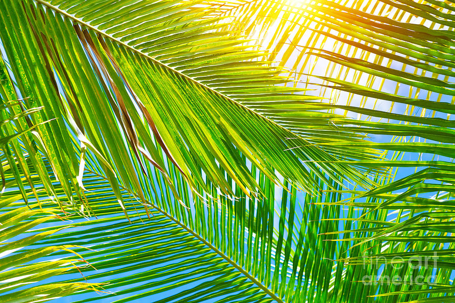 Fresh palm leaves background Photograph by Anna Om