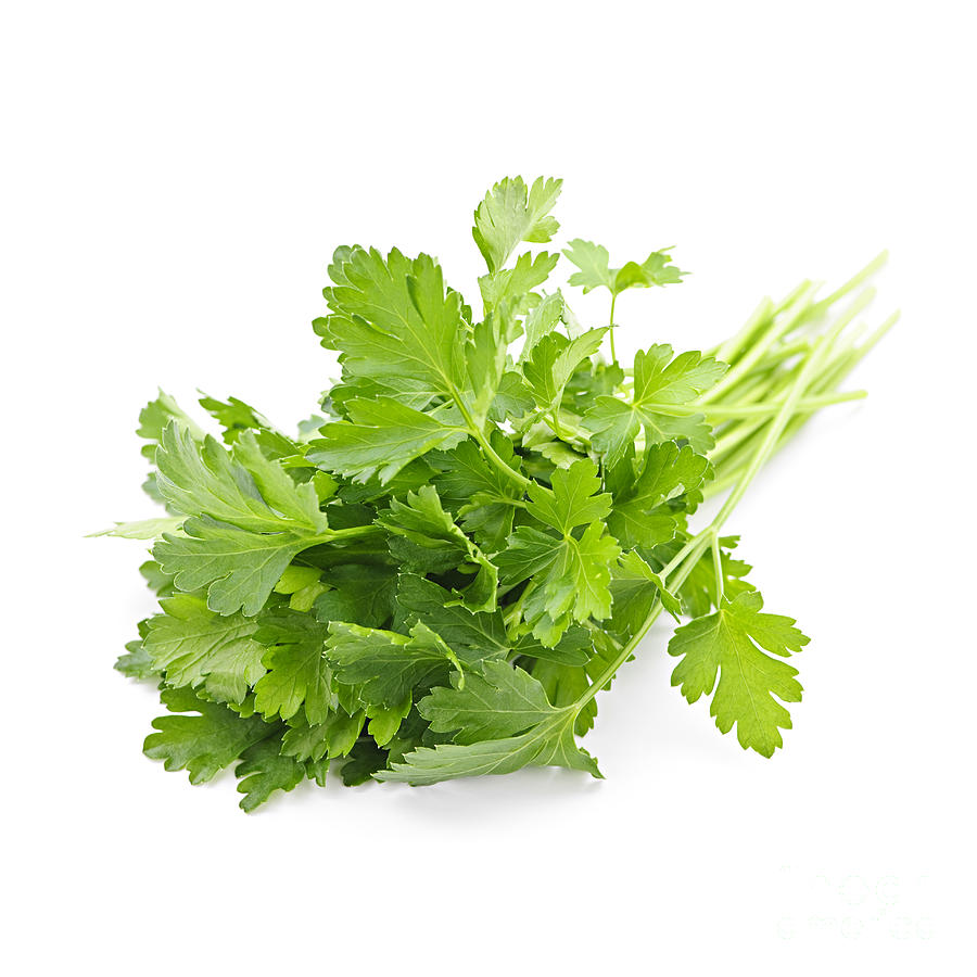 Fresh Parsley Photograph