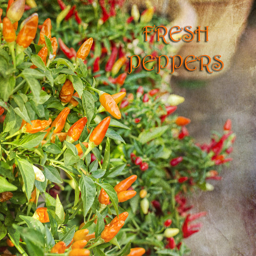 Fresh Peppers Photograph by Marianne Campolongo