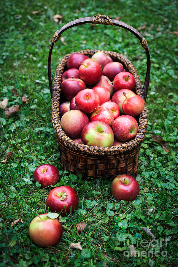Nature Photograph - Fresh picked apples by Edward Fielding
